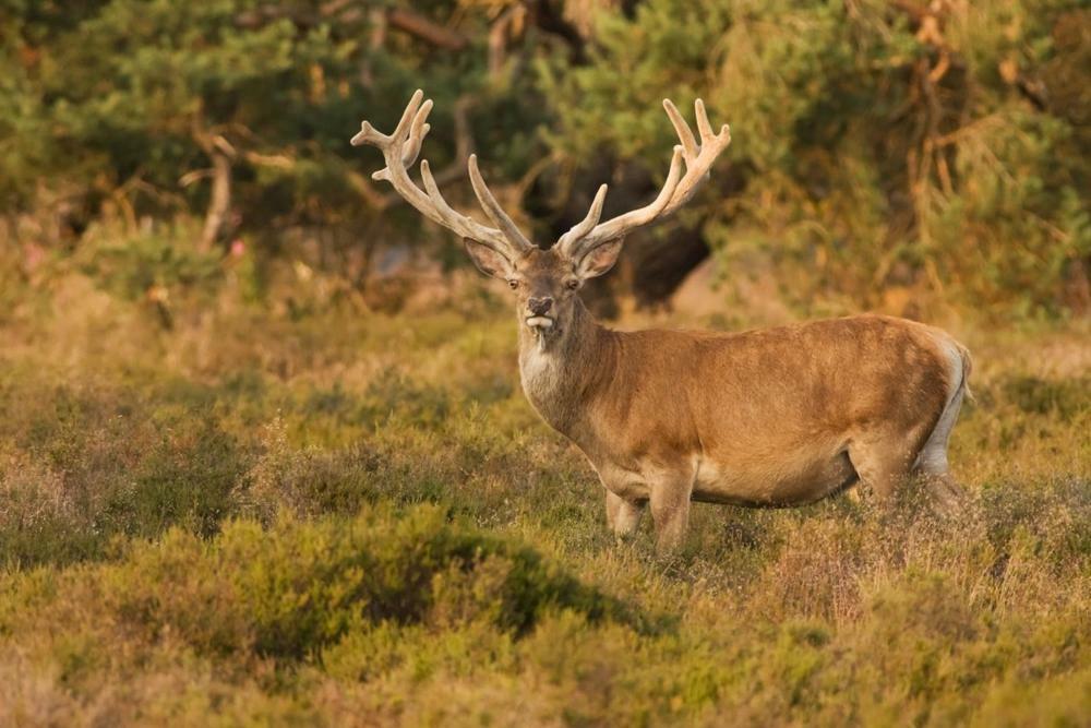Natuurpark Hoefbos Boshuisje Veluwe Otterlo Exterior foto
